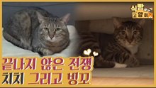 빙꼬vs치치, 두 냥이의 끝나지 않는 전쟁 [식빵굽는 고양이 시즌2] 35회