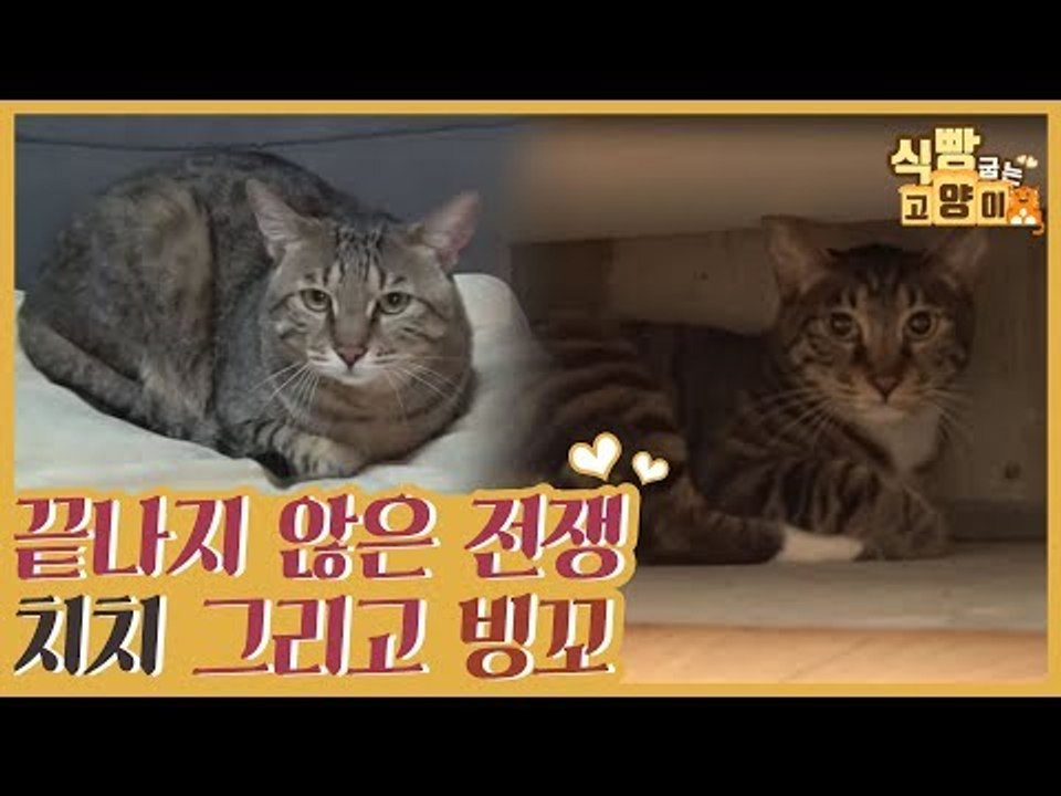 빙꼬vs치치, 두 냥이의 끝나지 않는 전쟁 [식빵굽는 고양이 시즌2] 35회