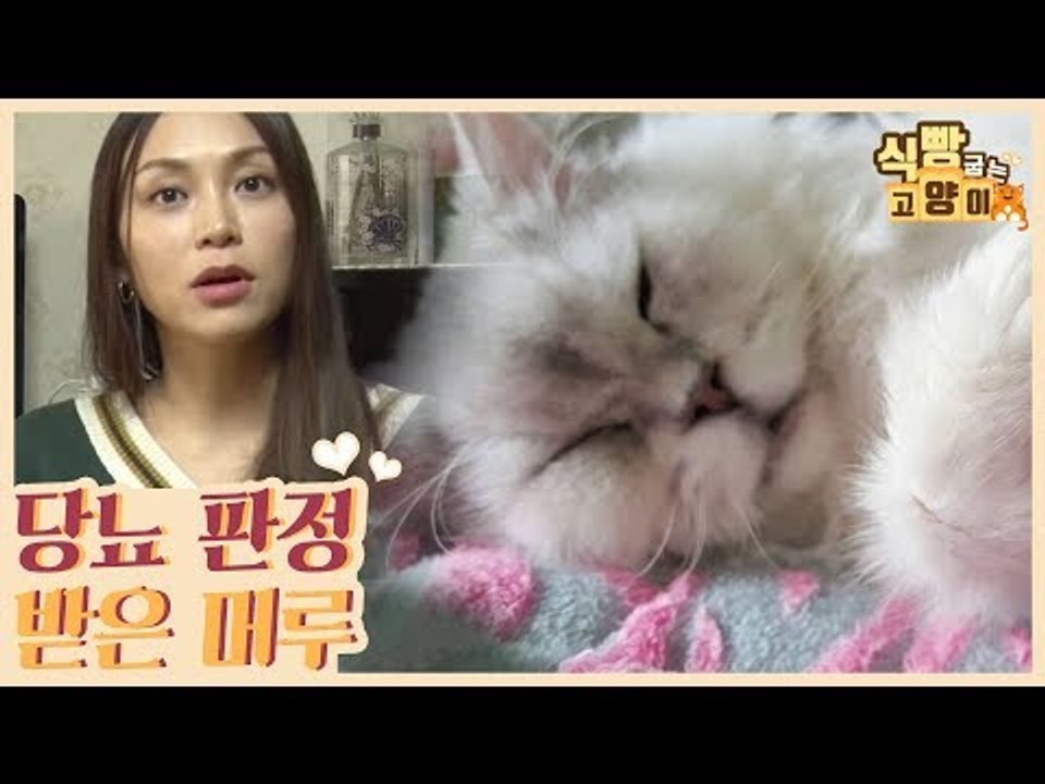 당뇨 판정을 받은 머루는 눈물겨운 식단 조절 중 [식빵굽는 고양이 시즌2] 35회