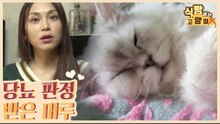 당뇨 판정을 받은 머루는 눈물겨운 식단 조절 중 [식빵굽는 고양이 시즌2] 35회