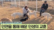 견공들과의 인연을 통해 배운 인생의 교훈