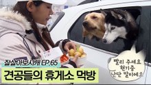 견공들의 휴게소 먹방? 휴게소 음식에 푹 빠진 견공들!