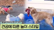 소형견&대형견, 견공 스타일에 맞춘 산책과 놀이
