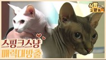 사육사 출신 부부의 반려묘 스핑크스 고양이의 매력 [식빵굽는 고양이 시즌2] 36회