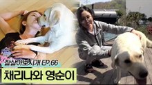 날개 단 천사 채리나의 가족! 골든 레트리버 영순이