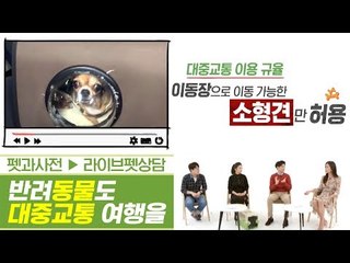 이것만 알면 반려동물도 대중교통 여행 가능하다 [펫과사전] 5회