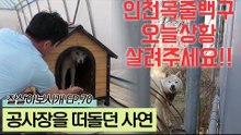 공사장을 떠돌던 예티의 사연에 입양을 결심