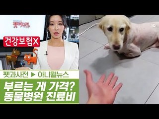 부르는 게 가격? 동물병원 진료비 천차만별 [펫과사전] 1회