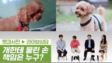 산책하는 개한테 손을 물렸다! 누구에게 책임을? [펫과사전] 1회