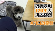 반려견 훈련법 I ‘기다려’ 훈련 이렇게 해보세요! I 김평호의 120초 犬기초훈련