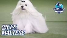 말티즈 (MALTESE - 이탈리아) [2018 고양 FCI 국제 도그쇼]