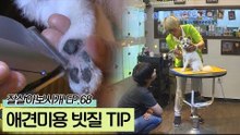 춘자에게 애견미용의 소질이? 반려견 빗질 TIP