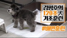 반려견 훈련법 I ‘배변’ 훈련 이렇게 해보세요! I 김평호의 120초 犬기초훈련