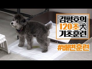 반려견 훈련법 I ‘배변’ 훈련 이렇게 해보세요! I 김평호의 120초 犬기초훈련