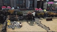 [63회 예고] 당나귀와 반려견 가족의 탄생! [잘살아보시개 시즌3]