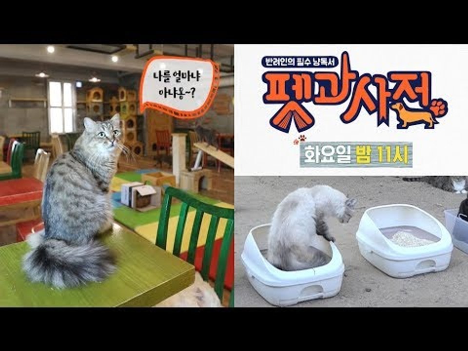 [3회 예고] 펫과사전, A to Z 고양이 모래의 모든 것! 11월 6일 (화) 밤...