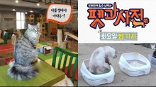 [3회 예고] 펫과사전, A to Z 고양이 모래의 모든 것! 11월 6일 (화) 밤 11시