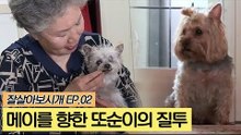 질투쟁이 또순이와 새로운 가족 메이 [잘살아보시개] 2회