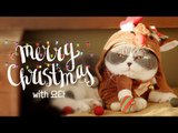 [크리스마스 ID]  내가 조선의 요다다, Merry Christmas with 요다