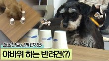 강아지가 야바위를? 어깨가 으쓱할 만한 장기자랑!