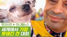 못생길수록 사랑받는다? 세계에서 가장 못생긴 犬대회 [펫과사전] 5회