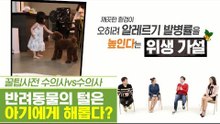반려동물의 털은 아기의 건강에 해롭다? [펫과사전] 10회