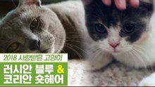 황실 정통 러시안 블루 & 코리안 숏헤어 [펫과사전] 11회