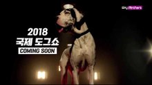 [티저] 2018 국제 도그쇼 〈skyPetpark〉 COMING SOON