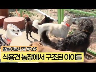 식용견 농장에서 구조된 아이들 [잘살아보시개] 5회