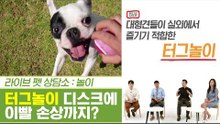 반려견 터그놀이, 이빨 손상에 디스크까지? [펫과사전] 6회