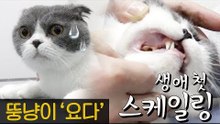 요다의 수상한 외출, 고양이 스케일링 [내가 조선의 요다다] 6회