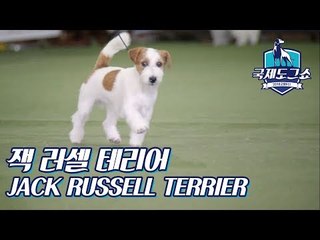 잭 러셀 테리어 (JACK RUSSELL TERRIER) [2018 고양 FCI 국제 도그쇼]