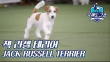 잭 러셀 테리어 (JACK RUSSELL TERRIER) [2018 고양 FCI 국제 도그쇼]