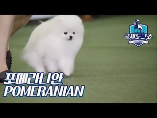 포메라니안 (POMERANIAN - 독일) [2018 고양 FCI 국제 도그쇼]