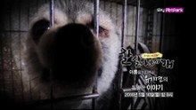 [2차 티저] 이름을 기다리는 유기견의 특별한 이야기 [잘살아보시개]