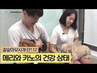 유기견 메리와 카노의 건강 상태는? [잘살아보시개] 12회