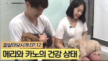 유기견 메리와 카노의 건강 상태는? [잘살아보시개] 12회