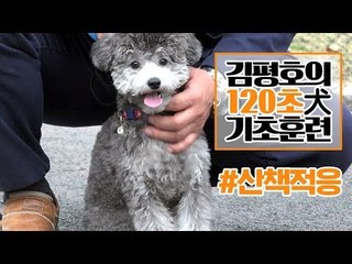 반려견 훈련법 I ‘산책 적응’ 훈련 이렇게 해보세요! I 김평호의 120초 犬기초훈련