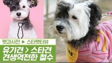 ‘犬생역전’ 유기견에서 인싸견으로 변신한 철수 [펫과사전] 1회