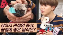 강아지 관절염 증상, 골절에 좋은 음식은? [마이펫 상담소] 6회
