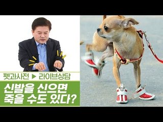 반려동물, 신발을 신으면 죽을 수도 있다?! [펫과사전] 1회