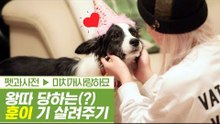 냥이들에게 왕따 당하는 새 가족 훈이 기 살려주기 [펫과사전] 2회