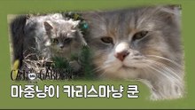 카리스마냥 '쿤' [고양이정원] 2회