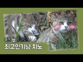 최고 인기냥 '치노' [고양이정원] 3회