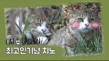 최고 인기냥 '치노' [고양이정원] 3회