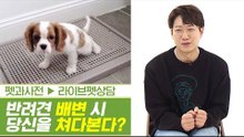 배변 시 개가 당신을 뚫어져라 본다면? & 모서리 배변 [펫과사전] 2회