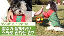 셀럽견 철수가 말하다! 슈퍼스타로 산다는 건? [펫과사전] 1회
