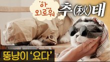 요다의 가을 화보 추(秋)태 [내가 조선의 요다다] 4회