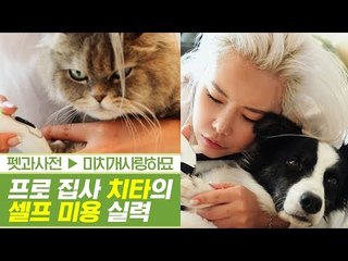프로 집사 치타의 반려동물 셀프 미용 실력 [펫과사전] 2회