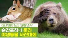 순간포착! 이런 사진이? ‘웃긴 야생동물 사진대회’ [펫과사전] 6회